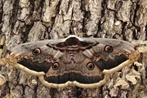 Images Dated 2nd April 2009: Giant peacock moth (Saturnia pyri) Sierra de Grazalema Natural Park, Ubrique, southern Spain