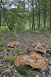 Images Dated 2010 August: 29 Aug 2010