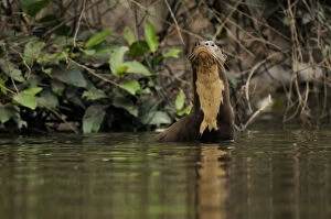 Images Dated 12th July 2008: Giant river otter (Pteronura brasiliensis) in Yavari River, wild, Amazonian rainforest