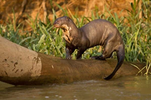 Wetlands Collection: Giant River Otter (Pteronura brasiliensis) playing on falling log, in the Pantanal NP