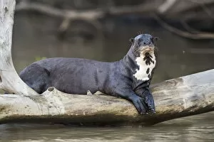 2019 December Highlights Collection: Giant river otter (Pteronura brasiliensis) resting on fallen tree trunk above Cuiaba River