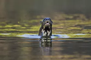 Images Dated 28th January 2022: Giant river otter (Pteronura brasiliensis) surfacing from river, Pocone, Brazil