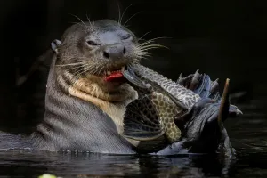 Giant river otter (Pteronura brasiliensis) eating a catfish. Yasuni National Park