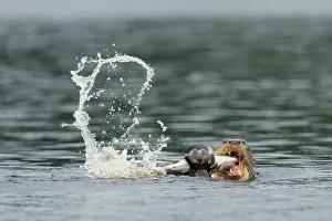 Pteronura Prints: Giant river otter (Pteronura brasiliensis) feeding on fish in a river