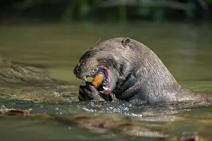 Pantanal Prints: Giant river otter (Pteronura brasiliensis) feeding on fish in river