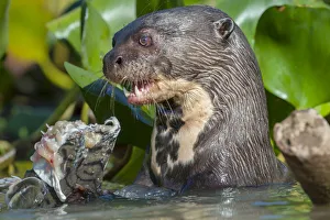 Nick Garbutt Prints: Giant River Otter (Pteronura brasiliensis) feeding on Striped Catfish or Cachara