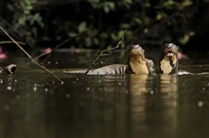 Mark Bowler Prints: Giant river otter (Pteronura brasiliensis) pair in Yavari River