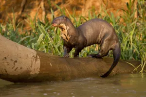 Wetlands Prints: Giant River Otter (Pteronura brasiliensis) playing on falling log, in the Pantanal NP