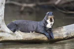 Giant river otter (Pteronura brasiliensis) resting on fallen tree trunk above Cuiaba River