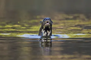 Giant river otter (Pteronura brasiliensis) surfacing from river, Pocone, Brazil