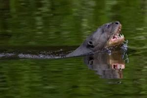 Giant river otter (Pteronura brasiliensis) swimming in an Amazonian lake