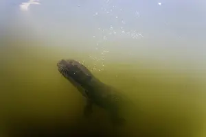 Pantanal Prints: Giant river otter (Pteronura brasiliensis) swimming underwater in river