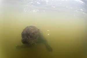 Pantanal Prints: Giant river otter (Pteronura brasiliensis) swimming underwater in river