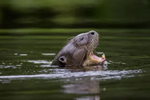 Giant river otter (Pteronura brasiliensis) yawning at water surface, Yasuni National Park
