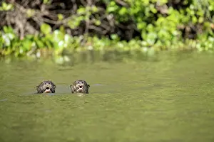 Pantanal Prints: Two Giant river otters (Pteronura brasiliensis) swimming in river