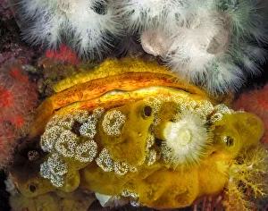 North Pacific Prints: A Giant rock scallop (Crassadoma gigantea) encrusted with