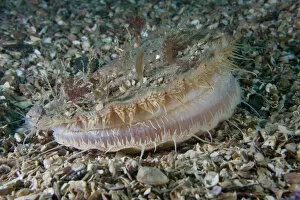 Images Dated 15th June 2009: Giant scallop (Pecten maximus) on seabed, feeding, showing mantle, Channel Isles