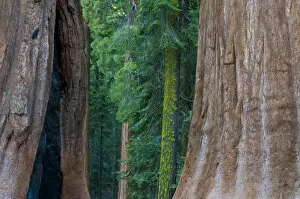 Images Dated 29th June 2012: Giant Sequoia (Sequoiadendron giganteum) in Sequoia National Park, California, USA