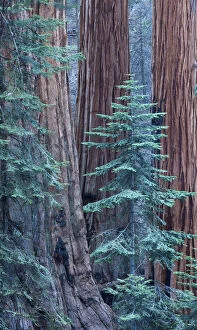 Size Gallery: Giant sequoia (Sequoiadendron giganteum) trees in Sequoia National Park, California