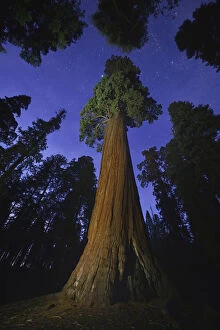 Giant sequoia (Sequoiadendron giganteum) tree in forest at night, view towards canopy and sky