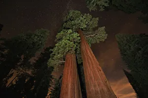 Giant sequoia (Sequoiadendron giganteum) in forest at night