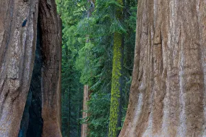 Symmetry Prints: Giant Sequoia (Sequoiadendron giganteum) in Sequoia National Park, California, USA