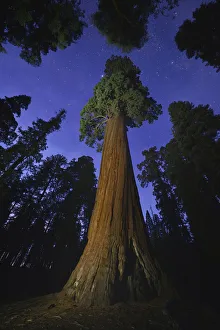 Giant sequoia (Sequoiadendron giganteum) tree in forest at night, view towards canopy and sky. Sequoia and Kings Canyon National Parks, California, USA. October 2013