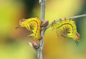 February 2023 Highlights Gallery: Two Giant silkworm (Eacles ormondei) moth larvae in typical resting posture, Izabal, Guatemala