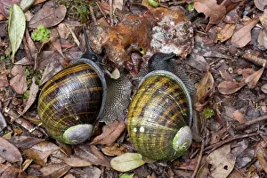 Eupulmonata Prints: Two Giant snails (Helicophanta magnifica) feeding on fungus on forest floor