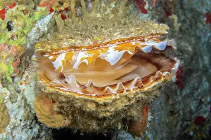 Shell Prints: Giant thorny oyster (Spondylus varius)