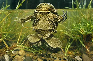 Giant Titicaca frog {Telmatobius culeus} Lake Titicaca, Bolivia / Peru largest
