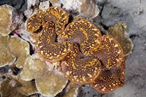 Elevated View Prints: Giant tridacna clam (Tridacna gigas) embedded in a reef