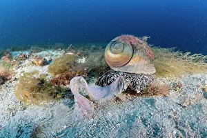 Croatia Prints: Giant tun (Tonna galea) laying eggs on seabed, Vis Island, Croatia, Adriatic Sea