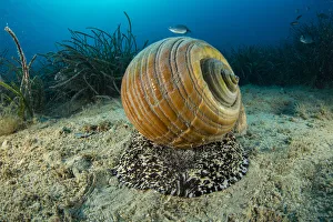 2020 April Highlights Prints: Giant tun (Tonna galea) a species of marine gastropod mollusc that is one of the biggest