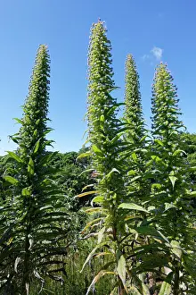 Alien Species Prints: Giant viper's bugloss (Echium pininana) stand of flowering spikes