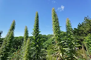 Alien Species Prints: Giant viper's bugloss (Echium pininana) stand of flowering spikes