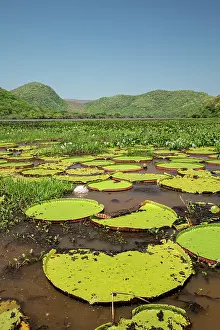 Water Lilies Prints: Giant water lilies (Victoria sp)