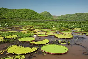 Water Lilies Prints: Giant water lilies (Victoria sp)