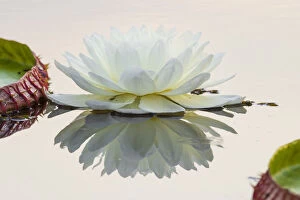 Aquatic Gallery: Giant Water Lily (Victoria amazonica) flower in a lagoon at Porto Jofre, off the Cuiaba River