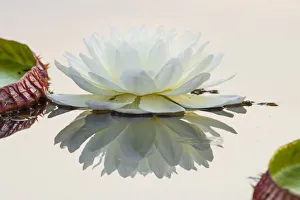 Optimistic Prints: Giant Water Lily (Victoria amazonica) flower in a lagoon at Porto Jofre