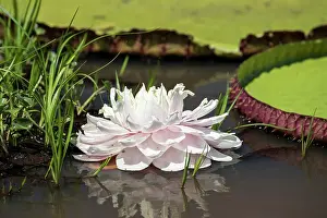 Water Lilies Prints: Giant water lily (Victoria sp.) in flower, Serra do Amolar, Pantanal, Mato Grosso, Brazil