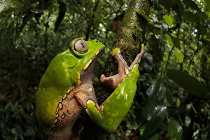 Images Dated 23rd October 2017: Giant waxy monkey frog (Phyllomedusa bicolor). Lowland Amazon rainforest, Manu Biosphere Reserve