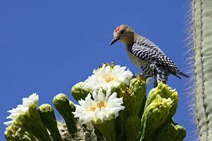 Gila woodpecker (Melanerpes uropygialis) male feeding on nectar in Saguaro cactus blossom