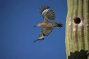 2020 September Highlights Gallery: Gila woodpecker (Melanerpes uropygialis), emerging from nest in Saguaro cactus, Arizona