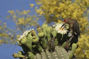 Gila woodpecker (Melanerpes uropygialis) feeding on Saguaro (Carnegiea gigantea) Gila woodpecker (Melanerpes uropygialis) feeding on Saguaro (Carnegiea gigantea)