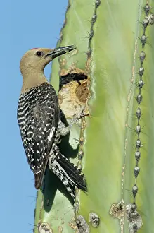 Succulents Prints: Gila woodpecker (Melanerpes uropygialis) perched on a cactus