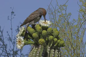 Gilded flicker (Colaptes chrysoides) feeding on Saguaro cactus (Carnegiea gigantea Gilded flicker (Colaptes chrysoides) feeding on Saguaro cactus (Carnegiea gigantea