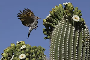 Gilded flicker (Colaptes chrysoides) flying to feed on nectar from Saguaro blossoms Gilded flicker (Colaptes chrysoides) flying to feed on nectar from Saguaro blossoms