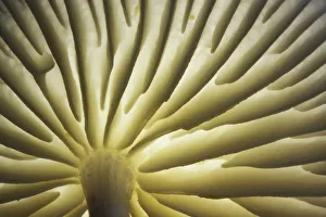 Gills of Porcelain Fungus (Oudemansiella mucida). New Forest National Park, Hampshire Gills of Porcelain Fungus (Oudemansiella mucida). New Forest National Park, Hampshire