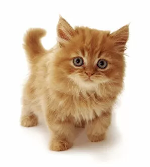 Ginger Domestic cat kitten {Felis catus} UK